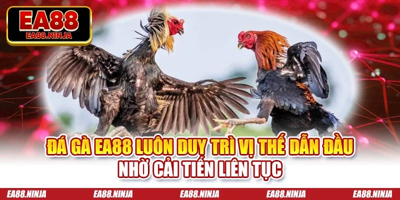 Đá gà Ea88 luôn duy trì vị thế dẫn đầu nhờ cải tiến liên tục